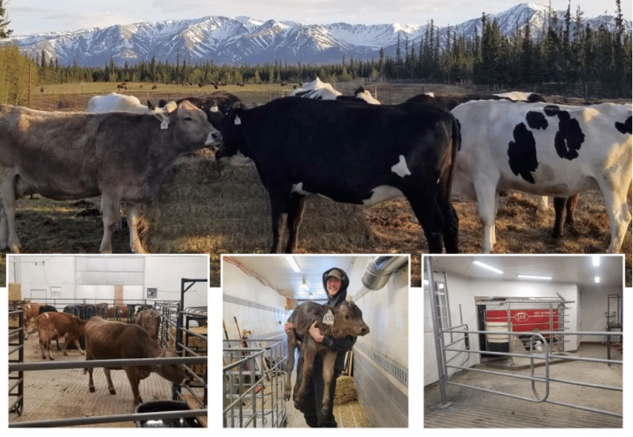 Découvrez comment une ferme laitière a réalisé son rêve dans la nature sauvage de l'Alaska.